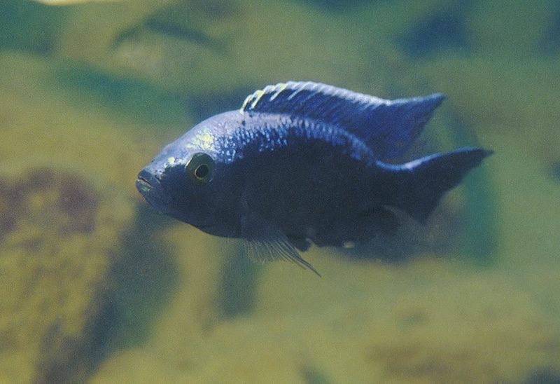 Copadichromis trewavasae 'Cobwe'